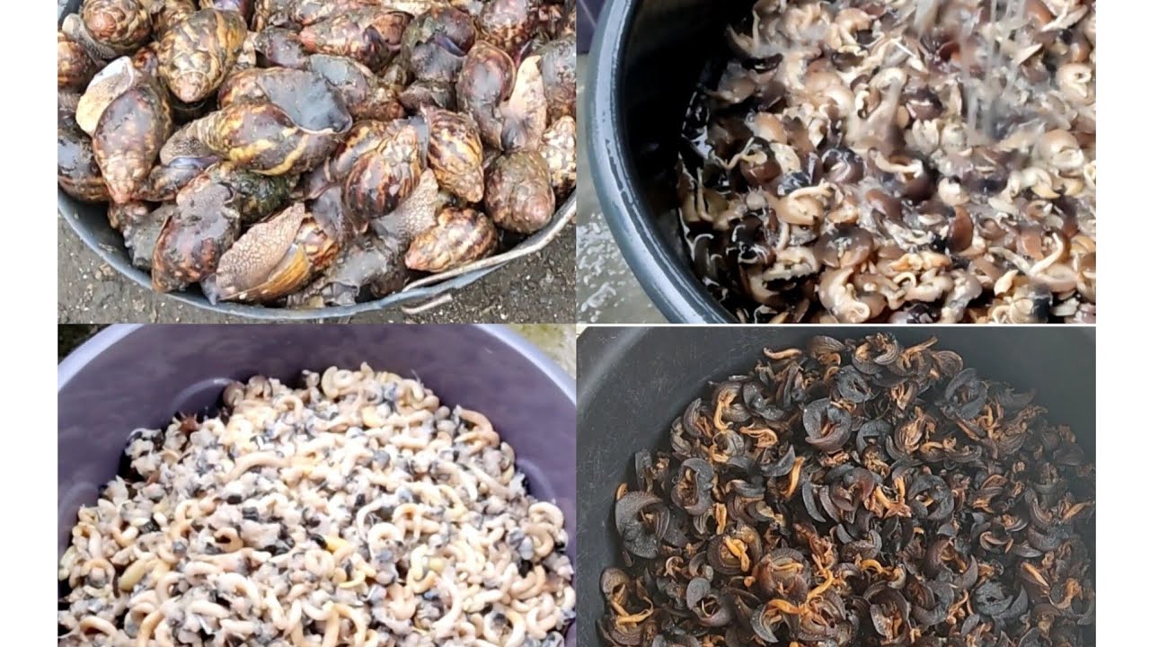 How To Process, Dry & Preserve Snails For Exportation Or Home Consumption.