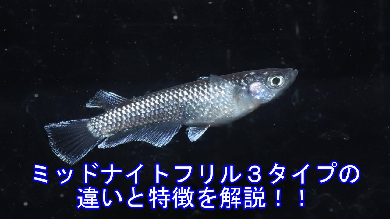 ミッドナイトフリル３タイプの違いを解説！それぞれの特徴はどんなところ？？