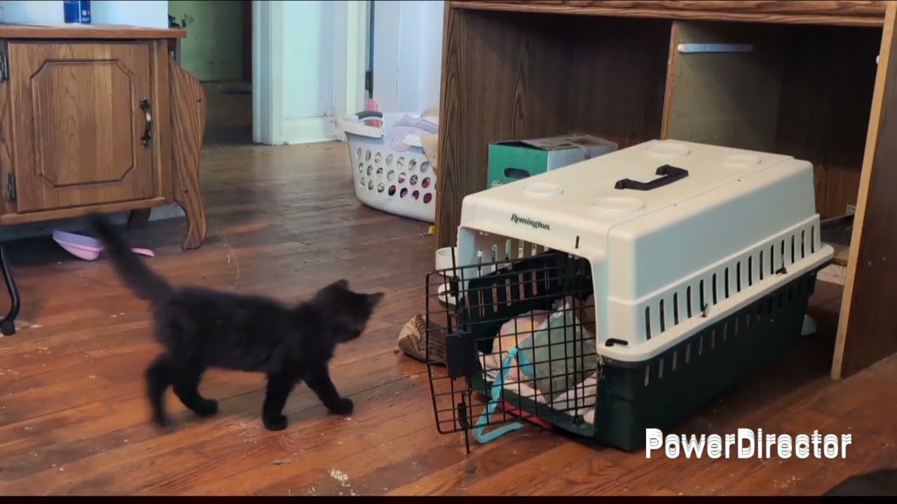 My New Cat Vlog #5