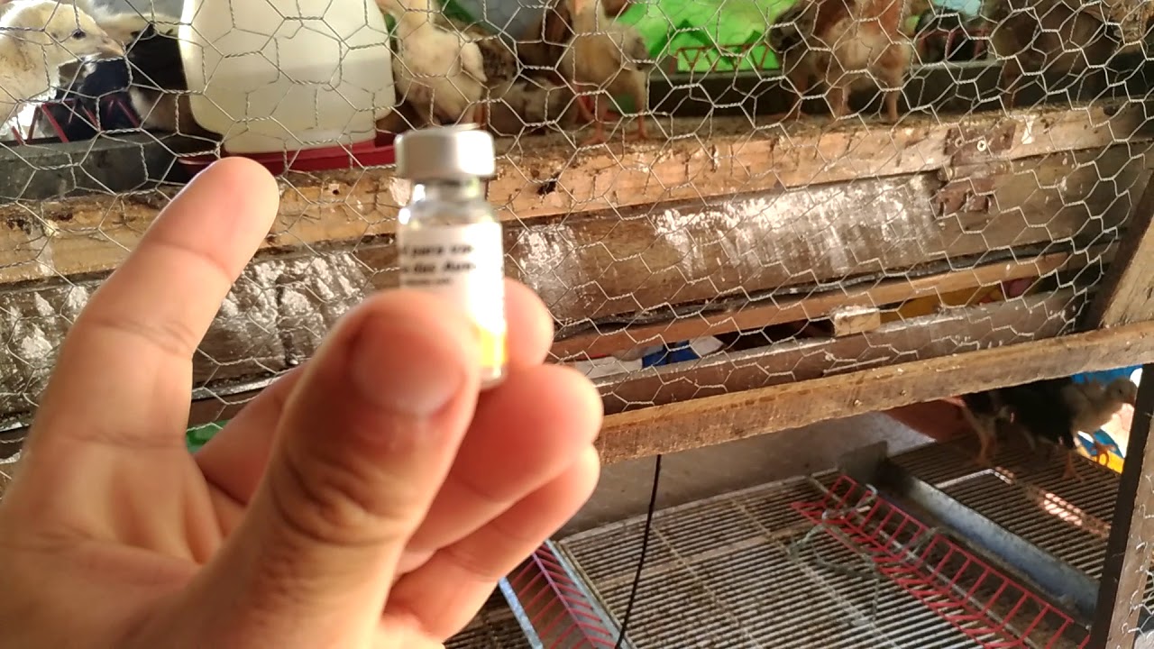 Como vacinar contra bouba ou caroço, melhor forma de evitar a doença | Criatório Neves