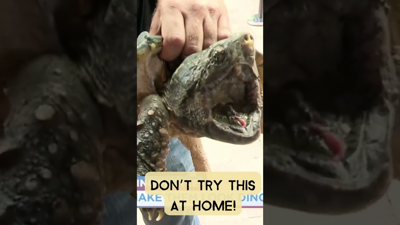 Keep watching to see Jaws Jr. snap his powerful jaws! 🐢 #turtle #snakefarm #shorts