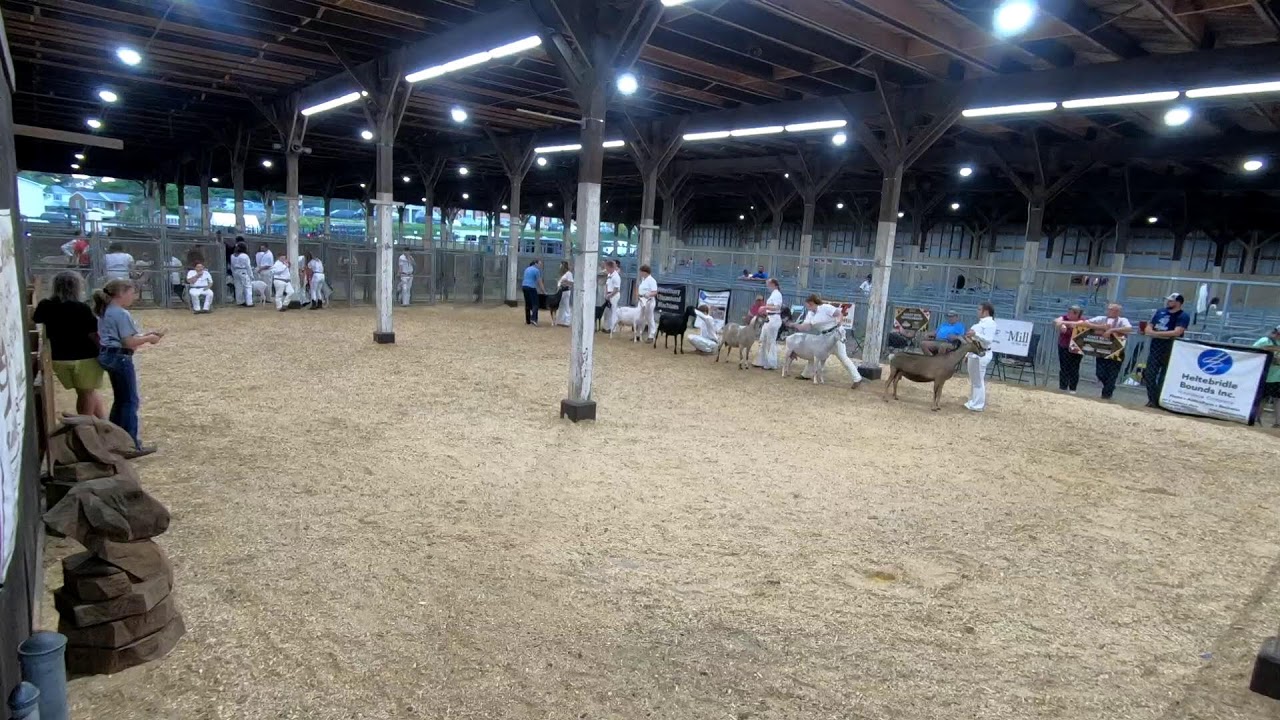 4-H/FFA Dairy Goat Showmanship