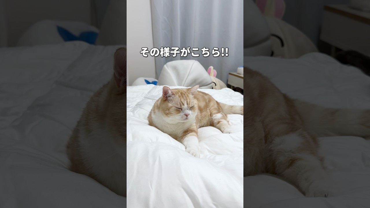 猫たちの反応が全然違った🤣 #猫 #ねこ #猫動画 #ねこ動画 #猫のいる暮らし #猫のいる生活 #猫好きさんと繋がりたい #猫あるある #可愛い猫 #猫あるある