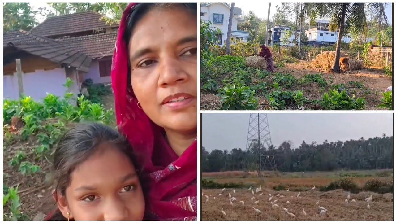 പാടത്ത് നിന്നും വൈക്കോൽ കൊണ്ടു വന്നു 
