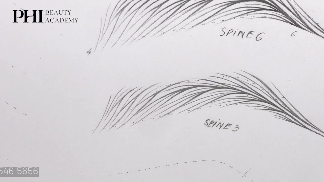 VẼ SỢI HAIRSTROKES SPINE 3 ĐUÔI PHƯỢNG HOÀNG | PHI BEAUTY ACADEMY | CẤU TẠO SỢI HAIRSTROKES ĐƠN GIẢN