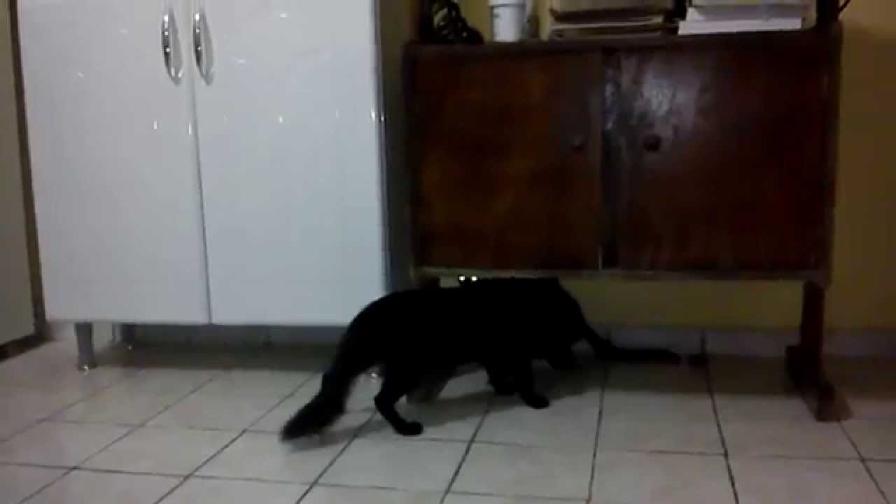 briga de gatos com raio laser nos olhos