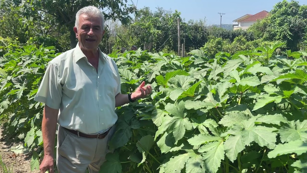 Teknologjia e kultivimit të bamjes në fushë të hapur