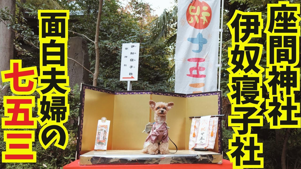 【座間神社/伊奴寝子社で七五三】後悔しないために、愛犬の七五三。夫婦が今できる最高のことをしてみたら、笑いの連続になってしまったwww