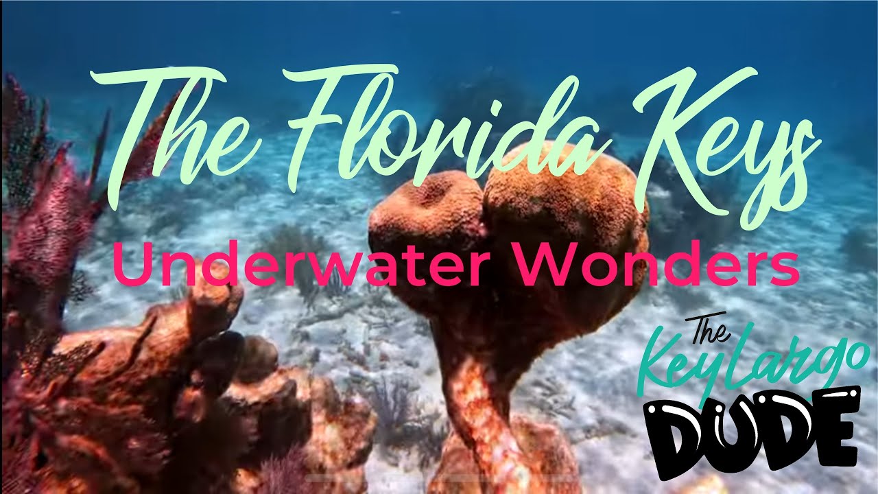 🤿 SNORKELING CARYSFORT REEF and REEF LIGHT!  in John Pennekamp coral reef state park 🪸 Key Largo!
