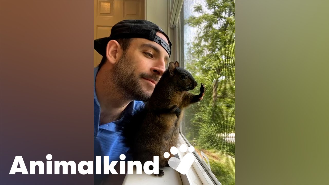 Squirrel forms unbreakable bond with the man who raised him | Animalkind 