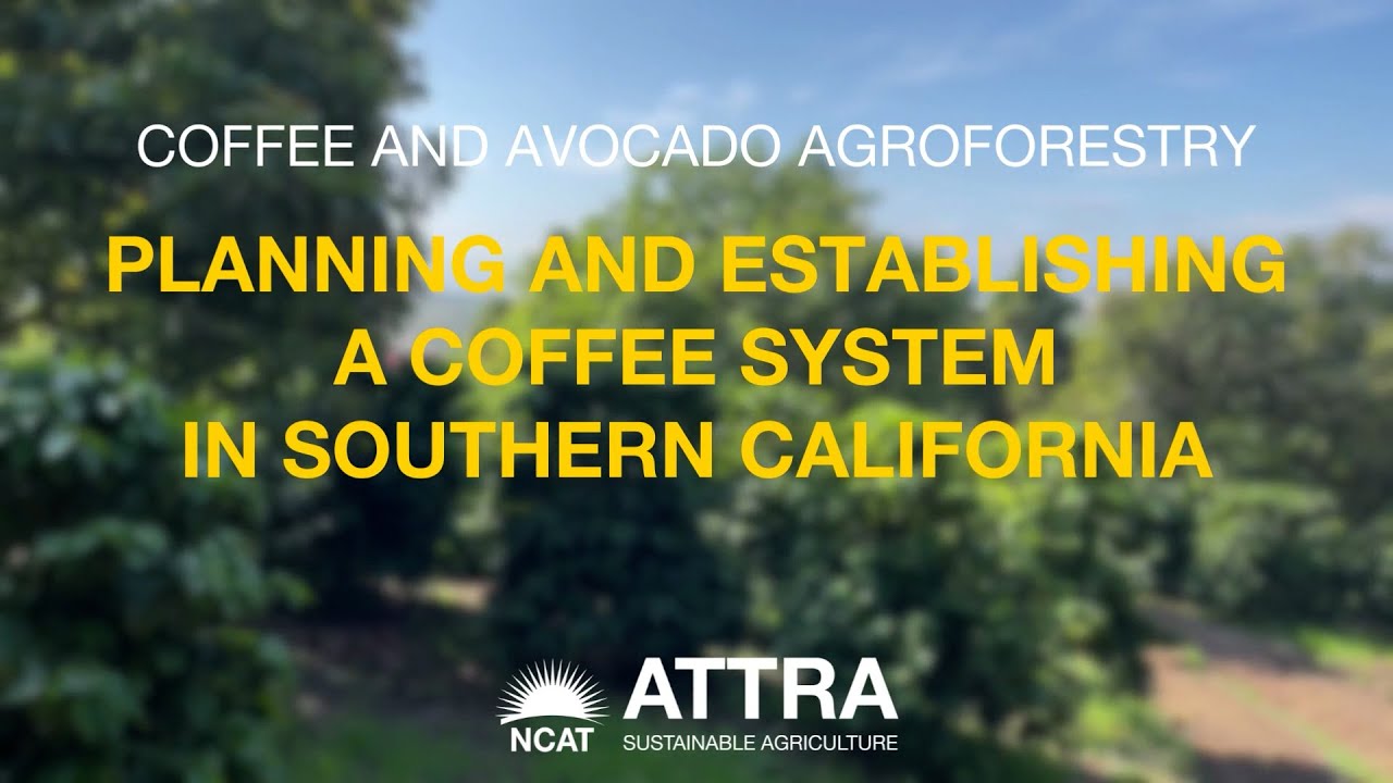 Planning and Establishing a Coffee System in Southern California