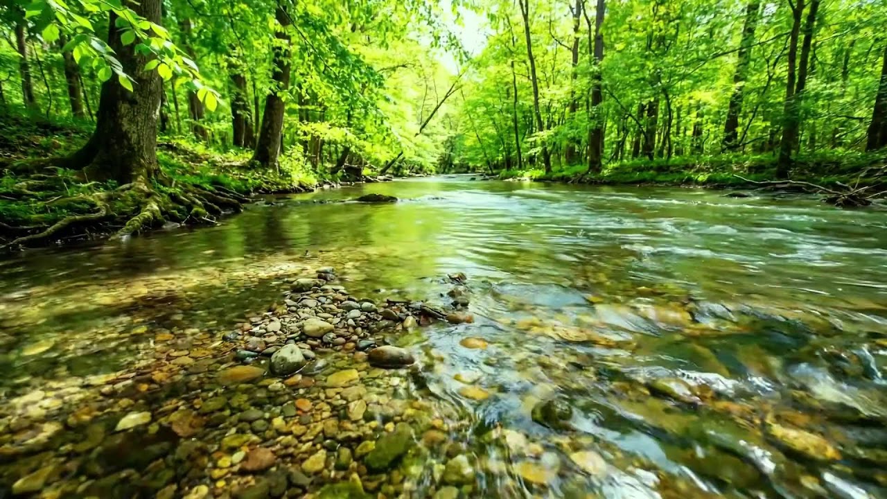 Gentle Stream Flow and Chirping Birds, Morning Forest Sounds for Calm, Relaxation, and Focus