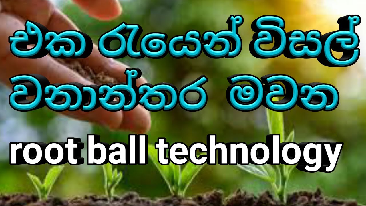 what is root ball technology | how to use root ball technology safety three