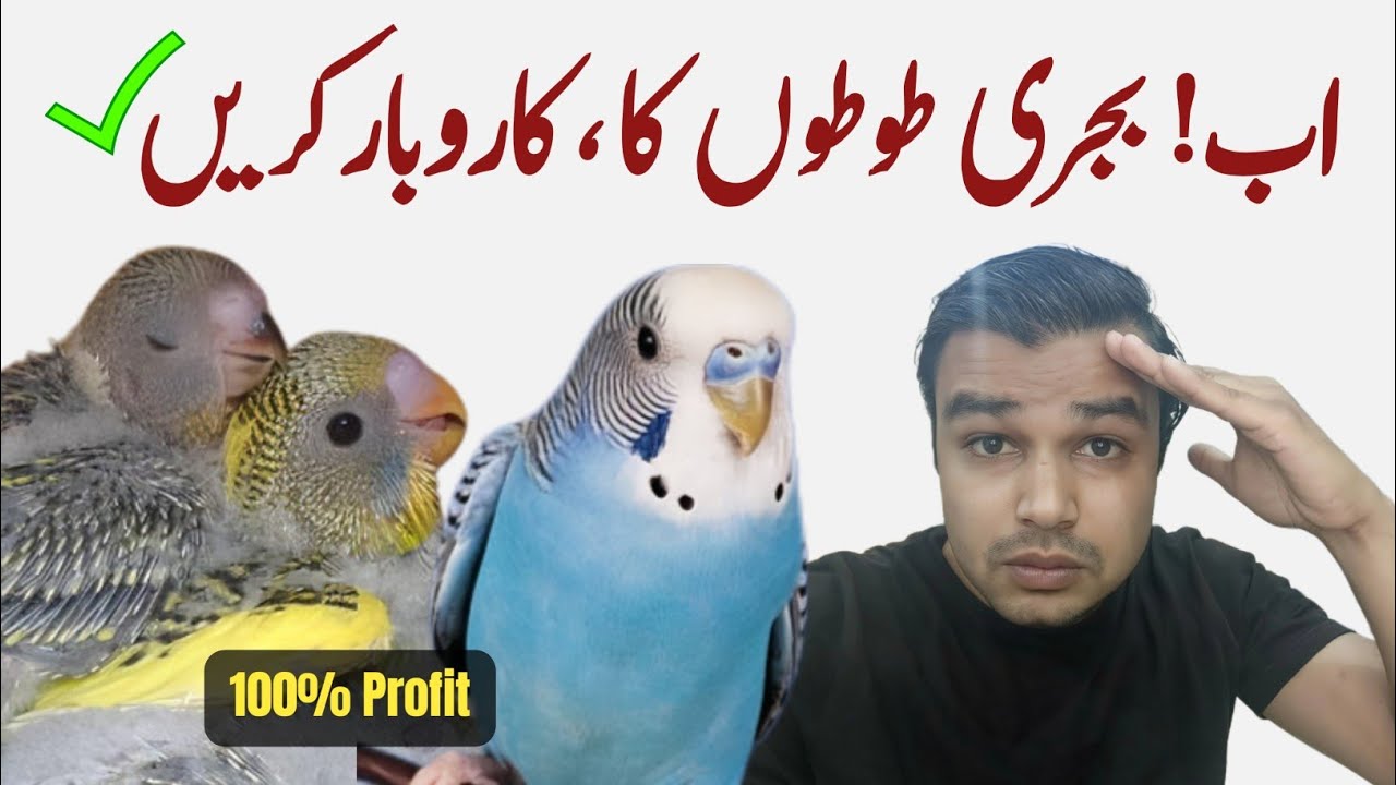 Budgies business start karen | budgies business tips | bajri toto ka karobar | budgies parrot profit