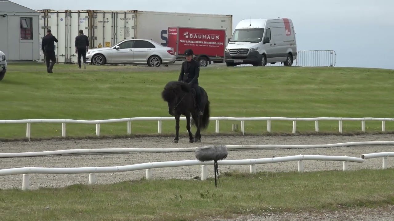 Pistill frá Púfum 5 Years old at the Landsmót