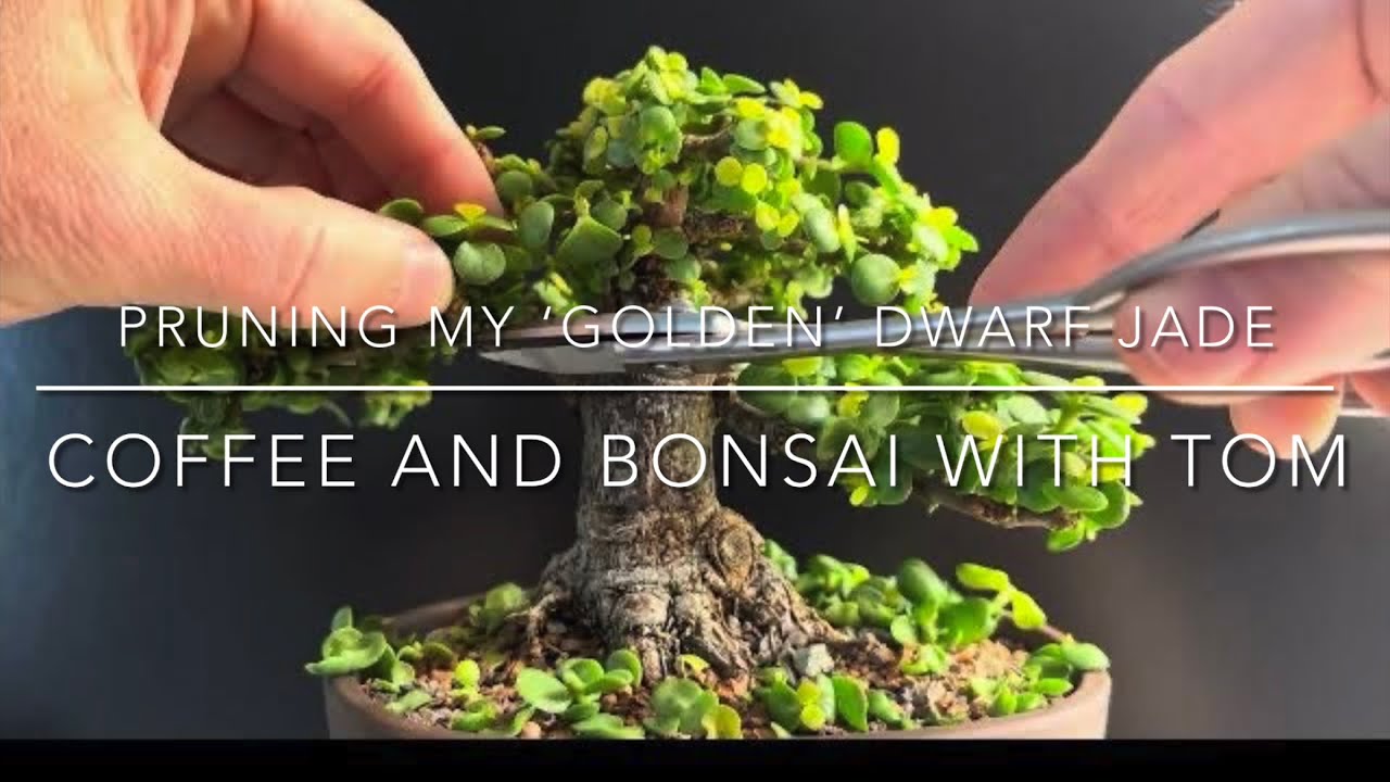 Обрезка моего «золотистого» карликового бонсай из портулакарии африканской (Aurea Portulacaria Afra)