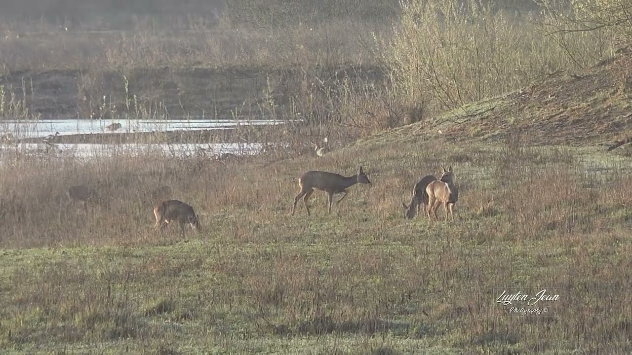 Neerharen - Uitzicht aan de maas