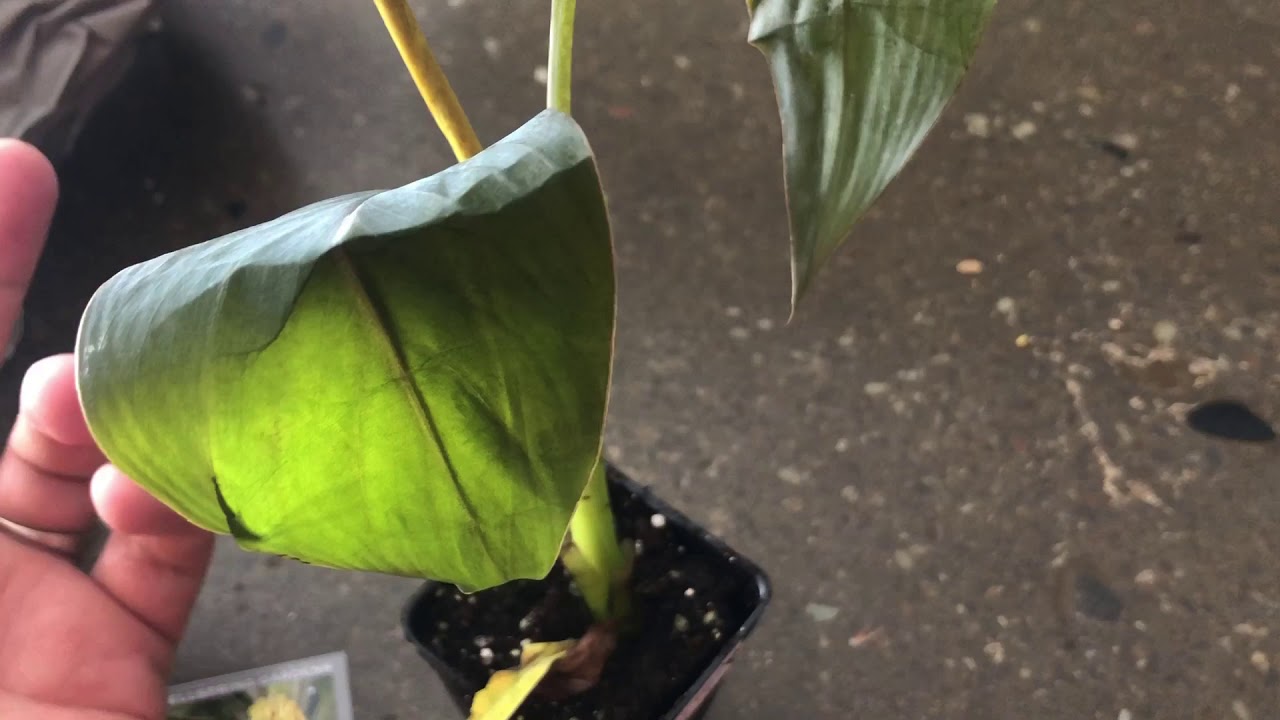 Ice Cream Banana Plant/Tree (Video 1)