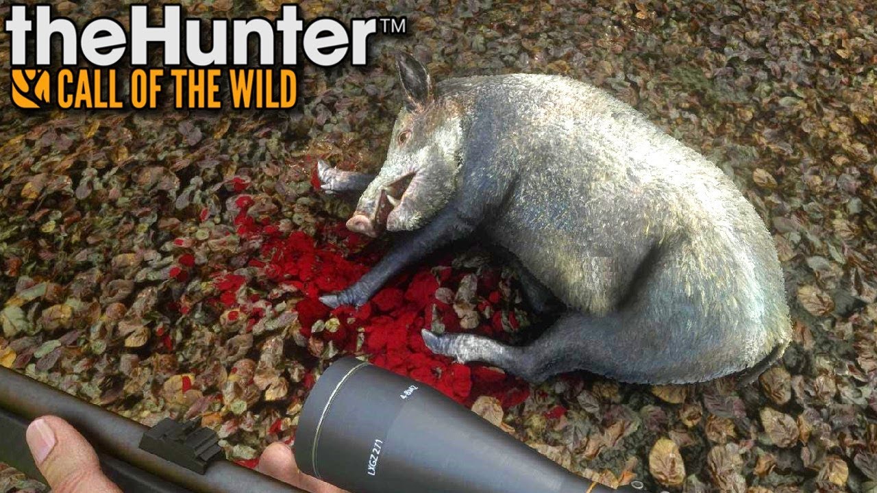 Stado dzików | theHunter: Call of the Wild (#24)