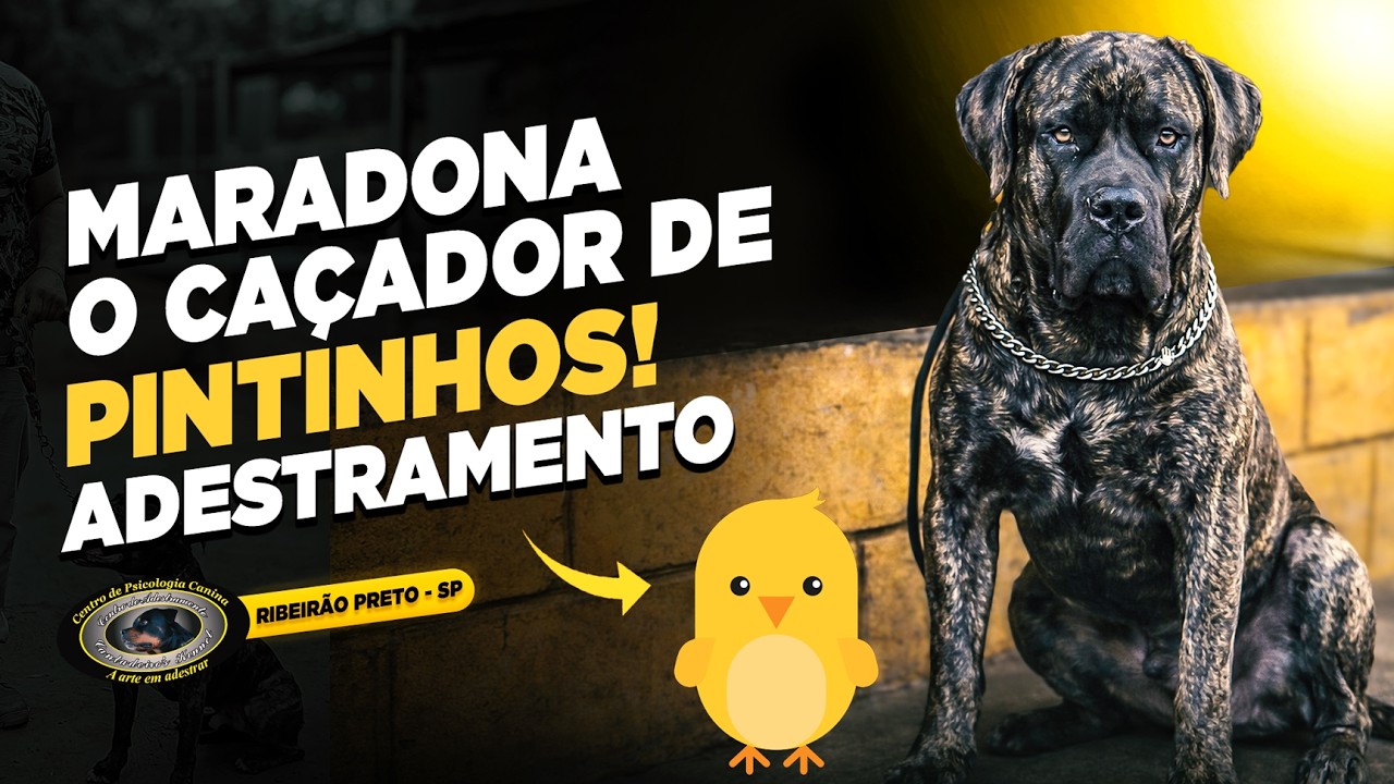 SRD (CANE CORSO X MASTIM) — MARADONA — COMENDO OS PINTINHOS HOJE, O QUE VEM AMANHÃ?
