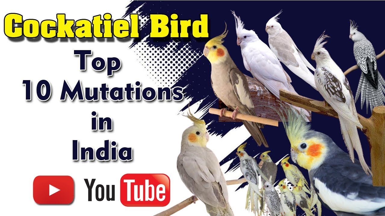 Cockatiel Bird Mutations || Cockatiel Top 10 Mutations