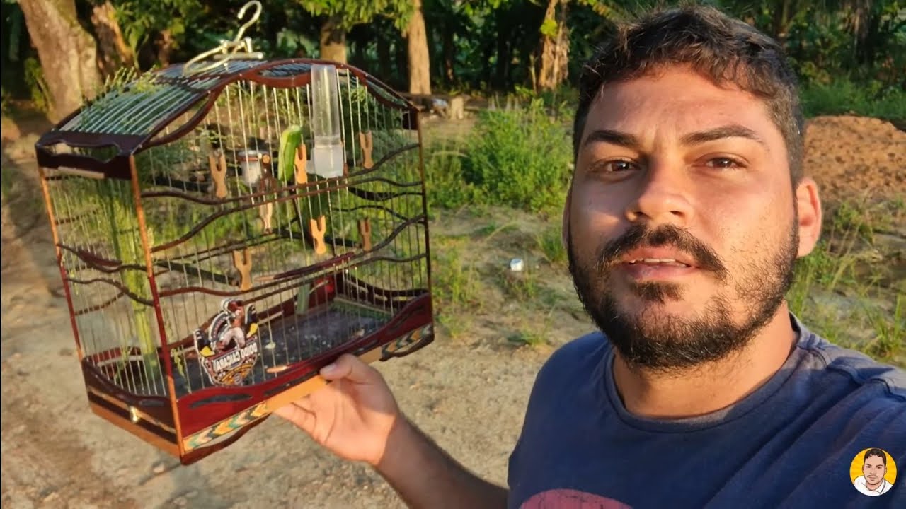 CAMPEADA DE PAPA CAPIM E COLEIRO EM CUMARÚ ENGORDO É GARANTIDO