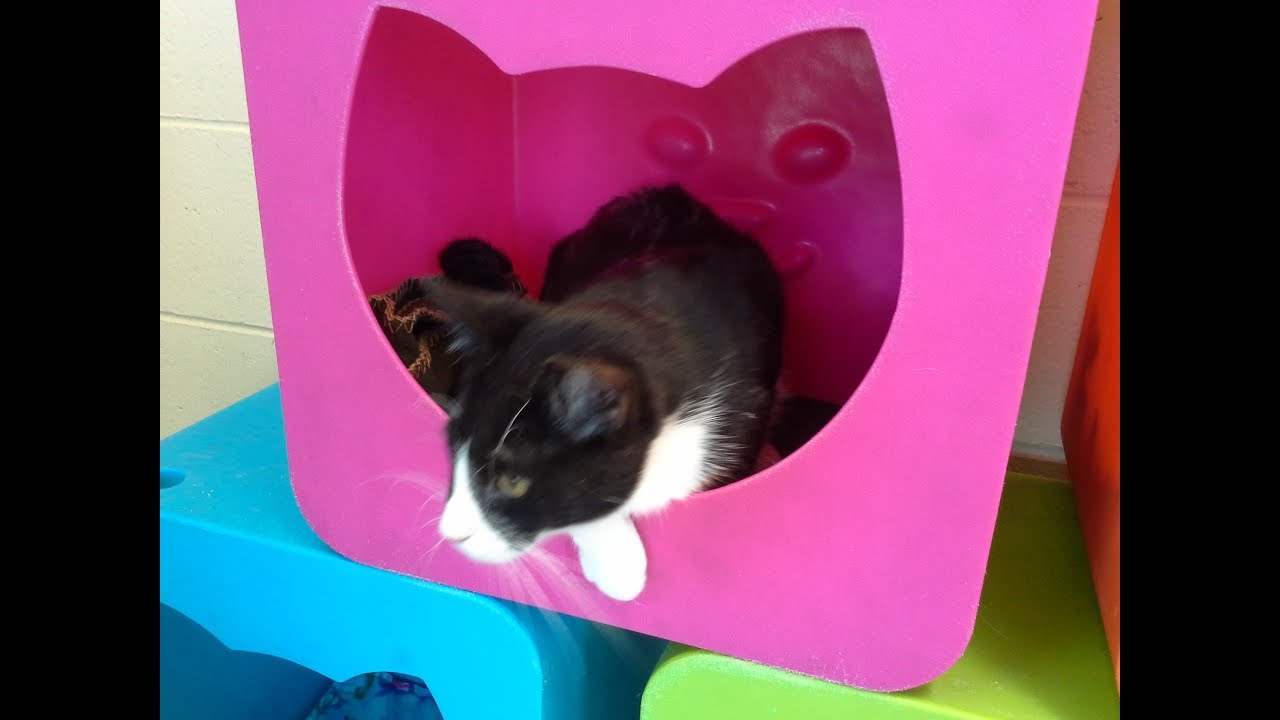 2019_3-5  HAWS' very successful Cat Transfer program!