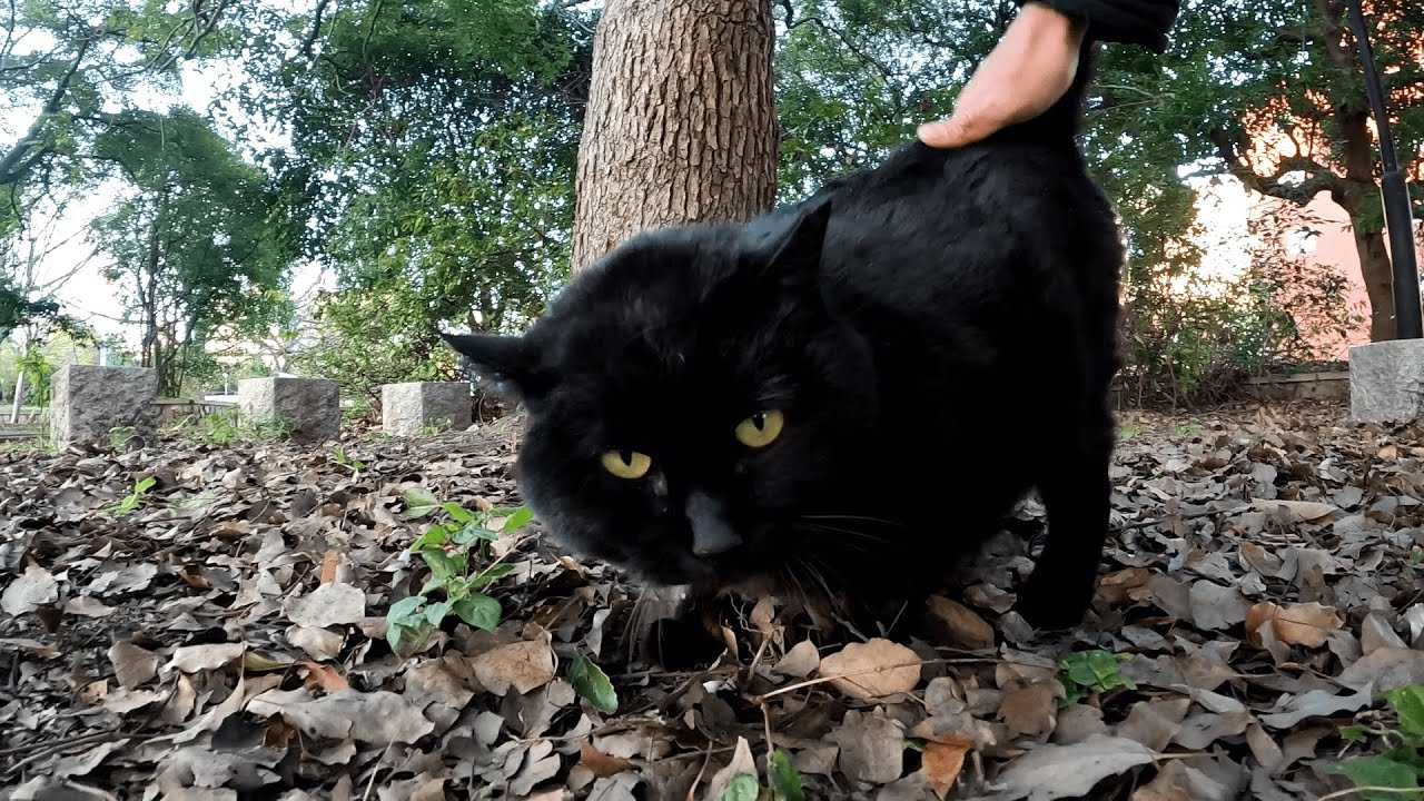 モフられてすっかり気を良くした黒猫クロちゃんに公園のパトロールに誘われたので、ここは素直に従ってついて行ってみた