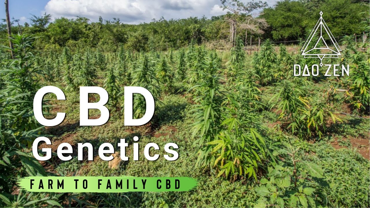 CBD Genetics | The Genetics of CBD | Part 6