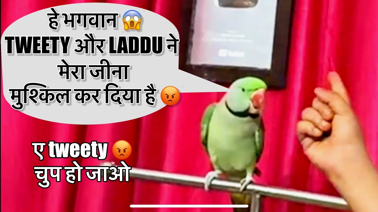 हे भगवान 😱 ट्वीटी और चीकू ने तो मेरा जीना मुश्किल कर दिया है 😡🦜Bolne Wala Tota 🦜Talking Parrot 