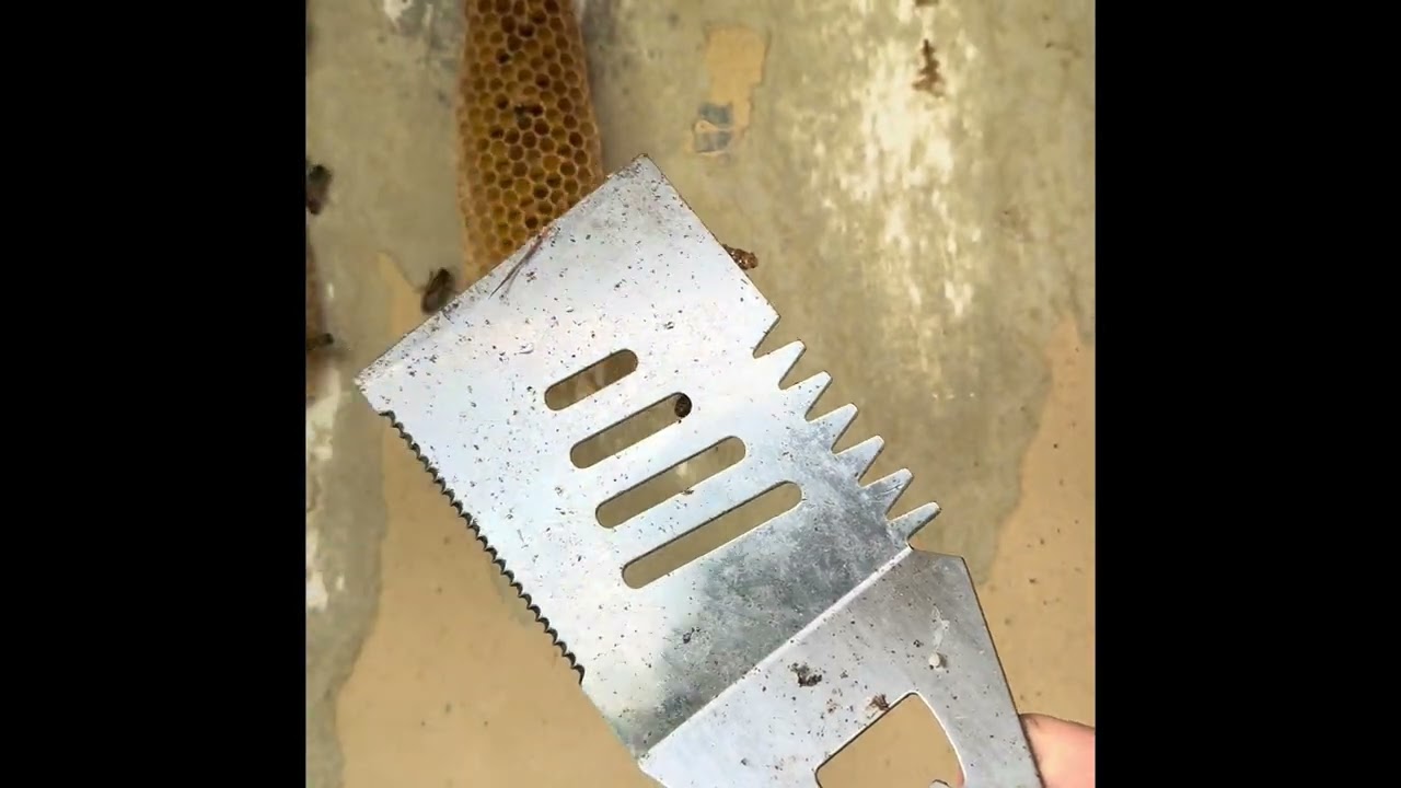 5 hour wall bee rescue 