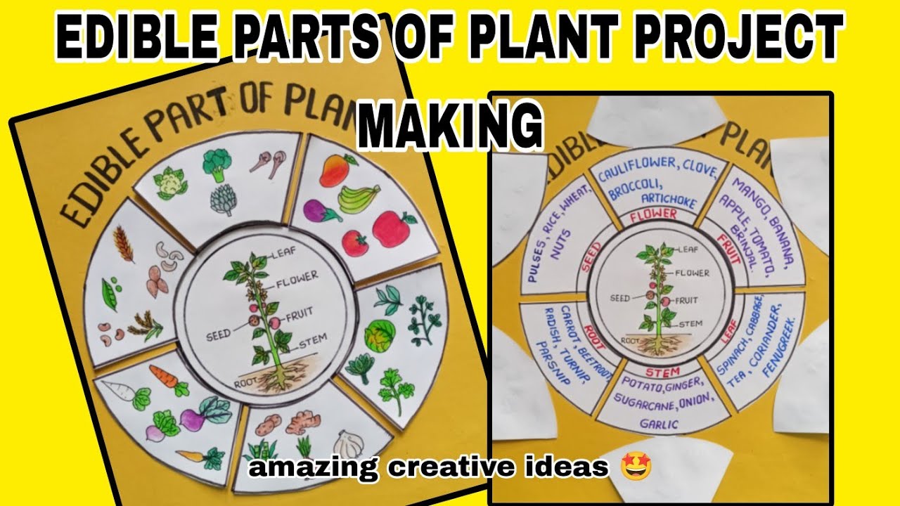 Edible Parts of plant project | how to Draw edible Parts of plant | edible Parts of tree example