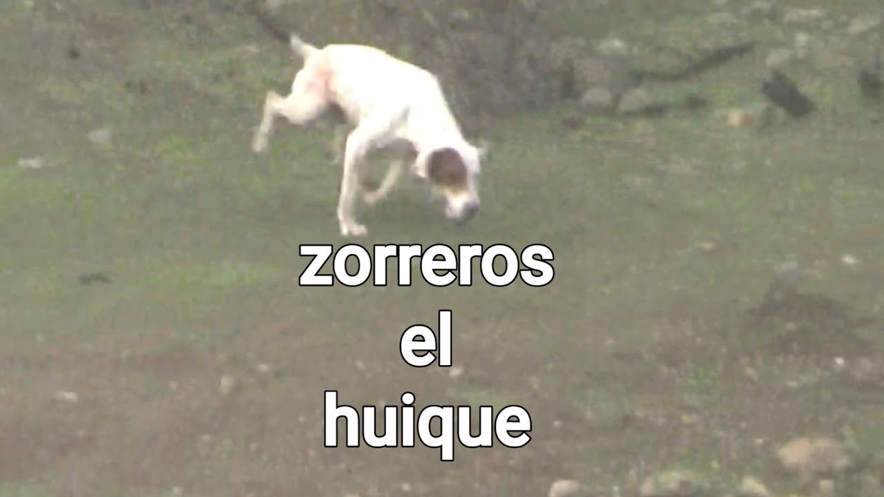 Zorreros el huique con los amigos de agua santa