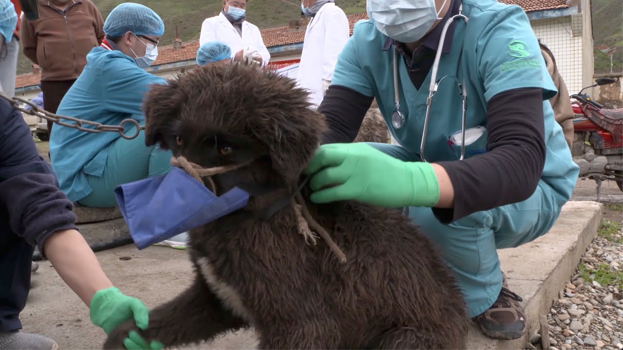 Vets for Change Training April 2025 English Subtitles 1920*1080