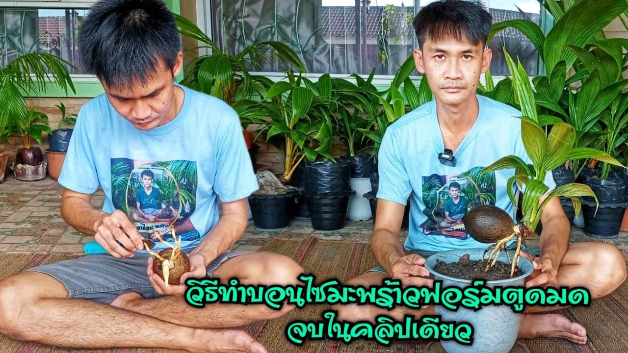 วิธีการทำบอนไซมะพร้าวฟอร์มตูดมดจบในคลิปเดียว!!!