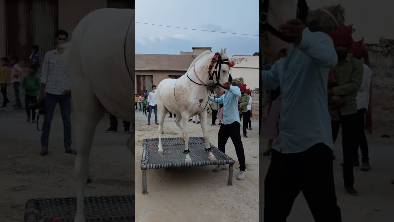 #Choudhary #Horse #Farm #Udansar #Fatehpur #Sikar #Subscribe #Me #Full Video #8003605248#9799353596