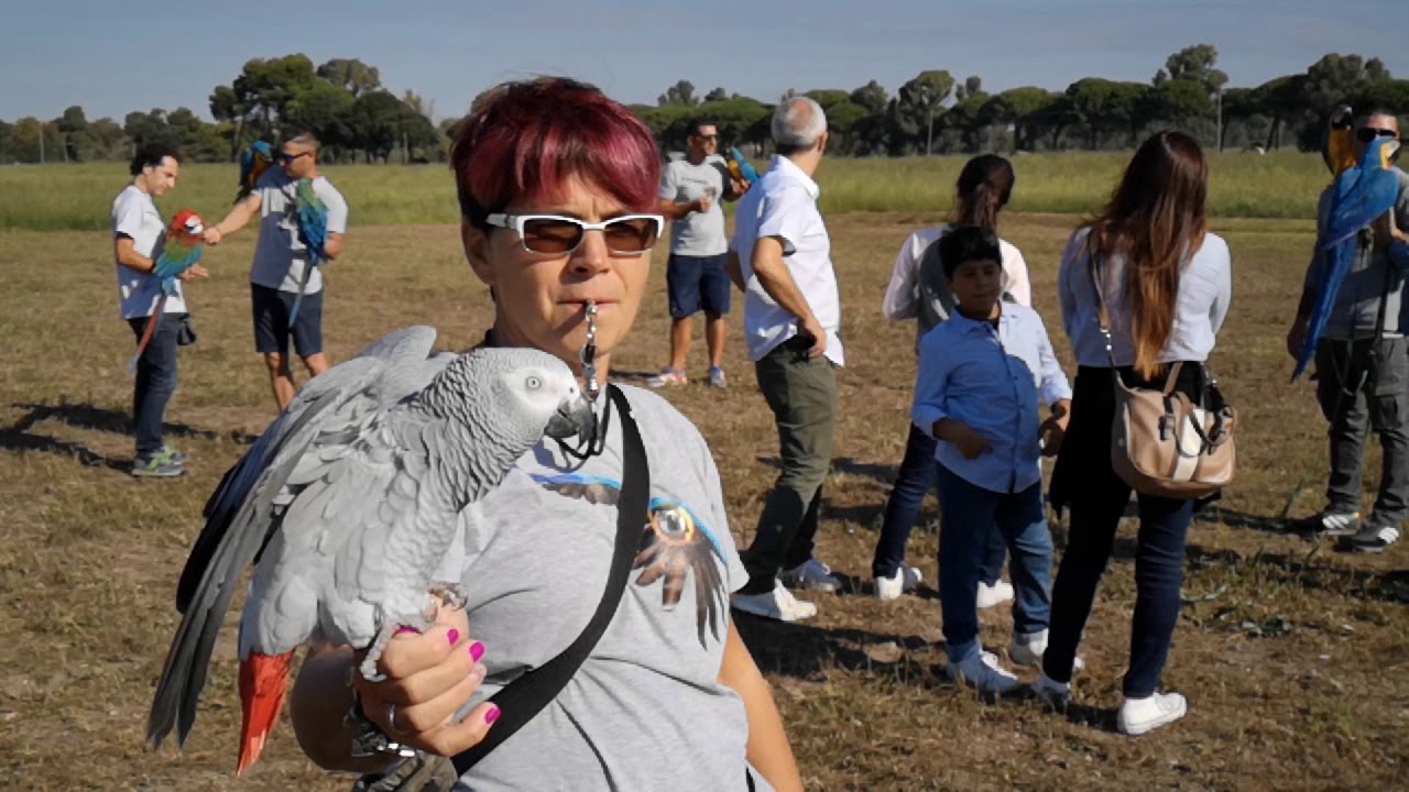 Video di Davide Pisati. Raduno Nazionale di Volo Libero Ostia Antica 2018.