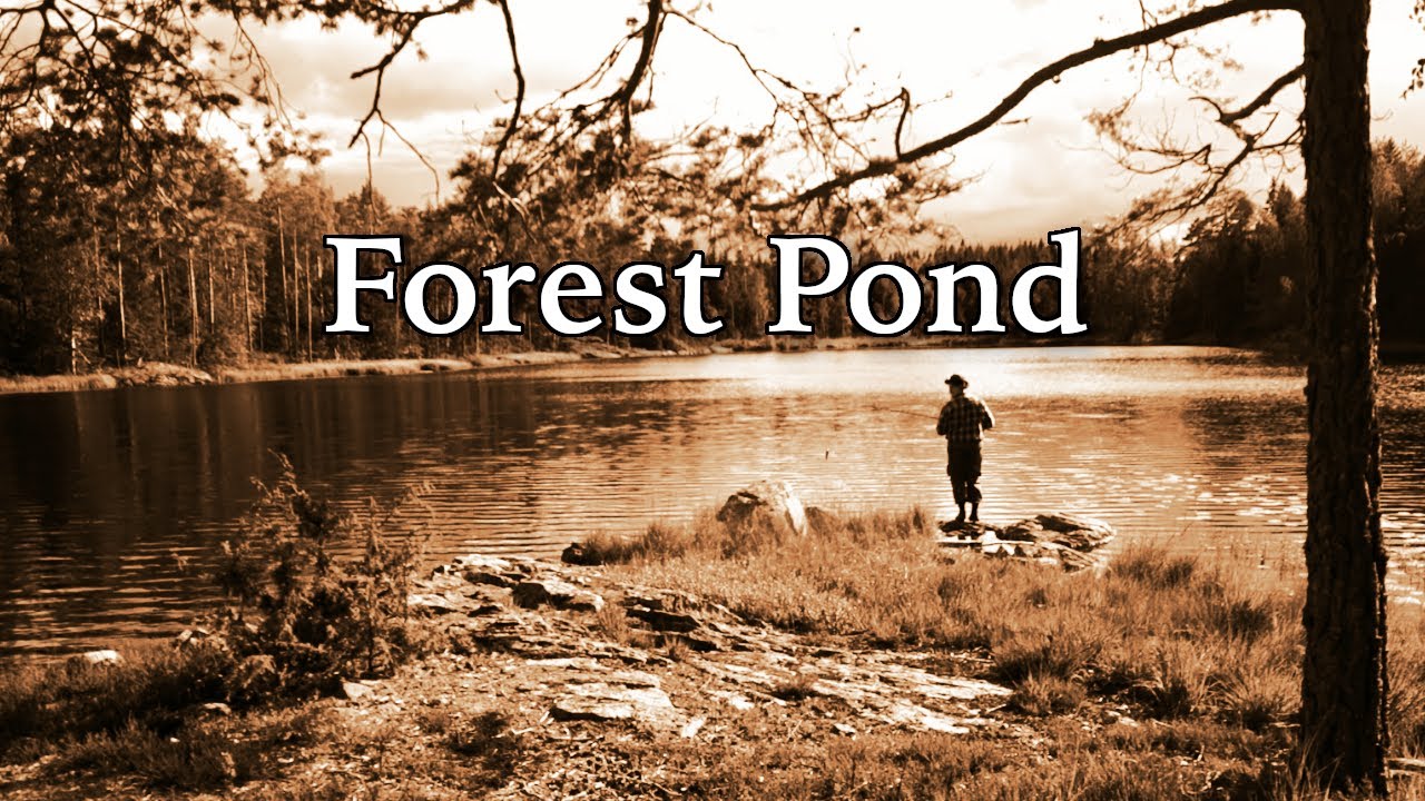 Fishing For Pike In A Forest Pond