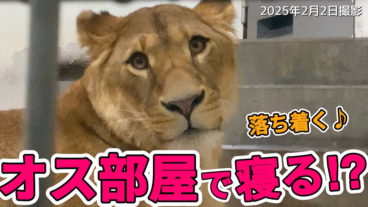 《釧路動物園ライオン》大きな1歩✨アキラの寝室にフウがいる？大物ぶりを発揮⁉︎可愛いフウ天ゴロゴロ〜♪オリトライオンファミリー娘フウ物語＠vol621