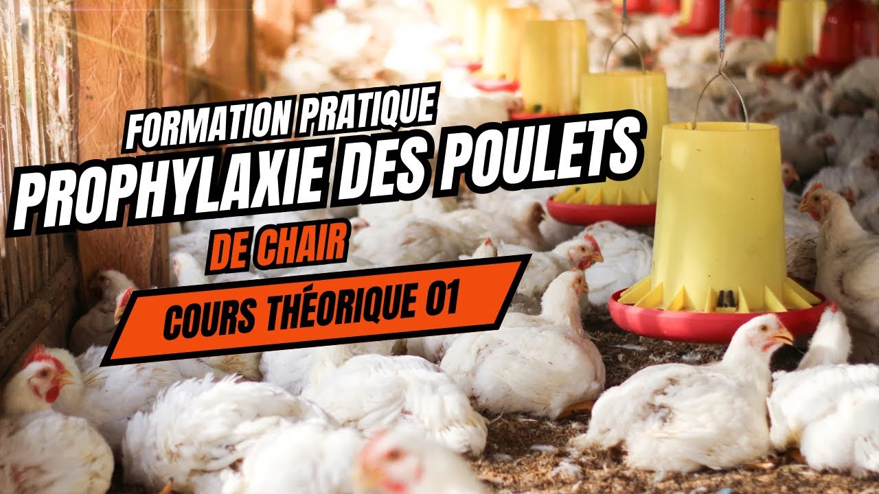 Cours Théorique: Prophylaxie des poulets de chair