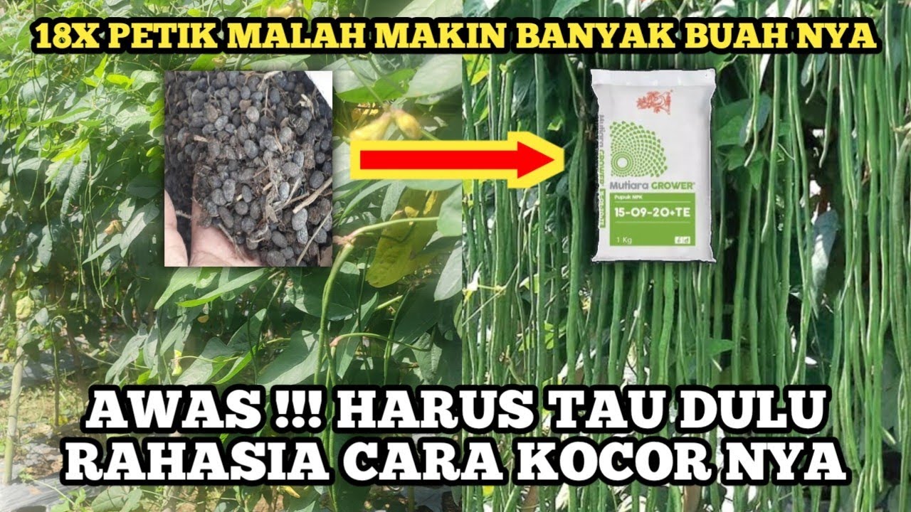 Cara pemupukan kacang panjang yang sudah tua menjadi produktif