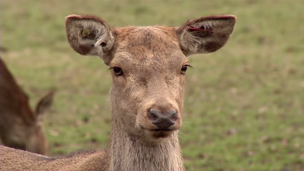 Le parc de la haute touche en hiver