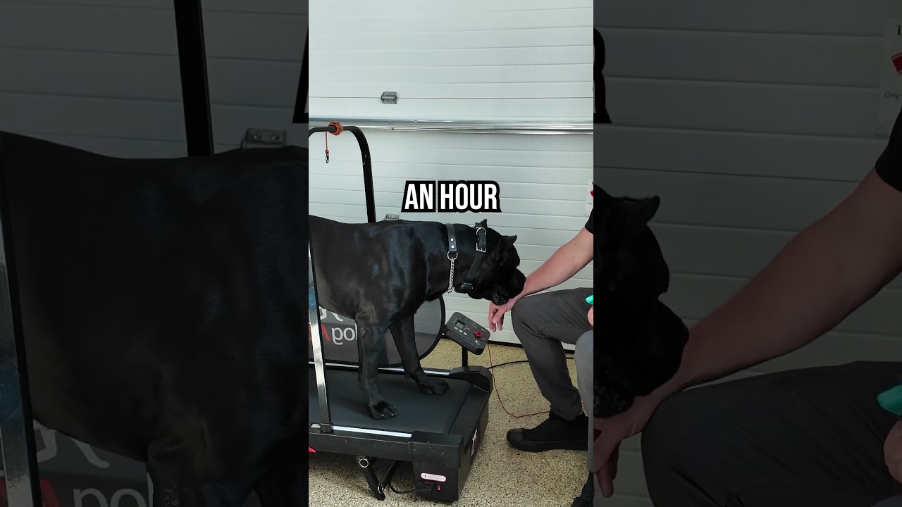 Dog Treadmill Training: Burn Energy FAST Indoors!