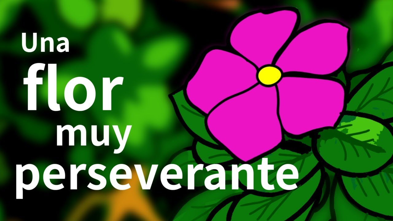 Una flor muy perseverante que terminó conquistando el mundo.
