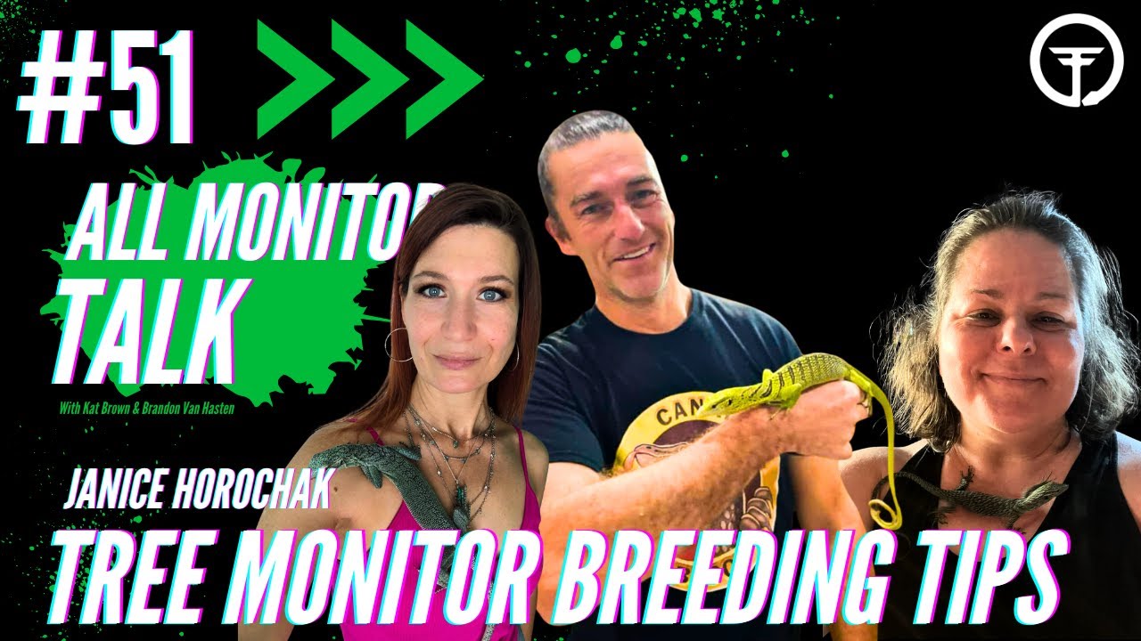 How To Be Successful Breeding Tree Monitors... Tips & Tricks | All Monitor Talk Live