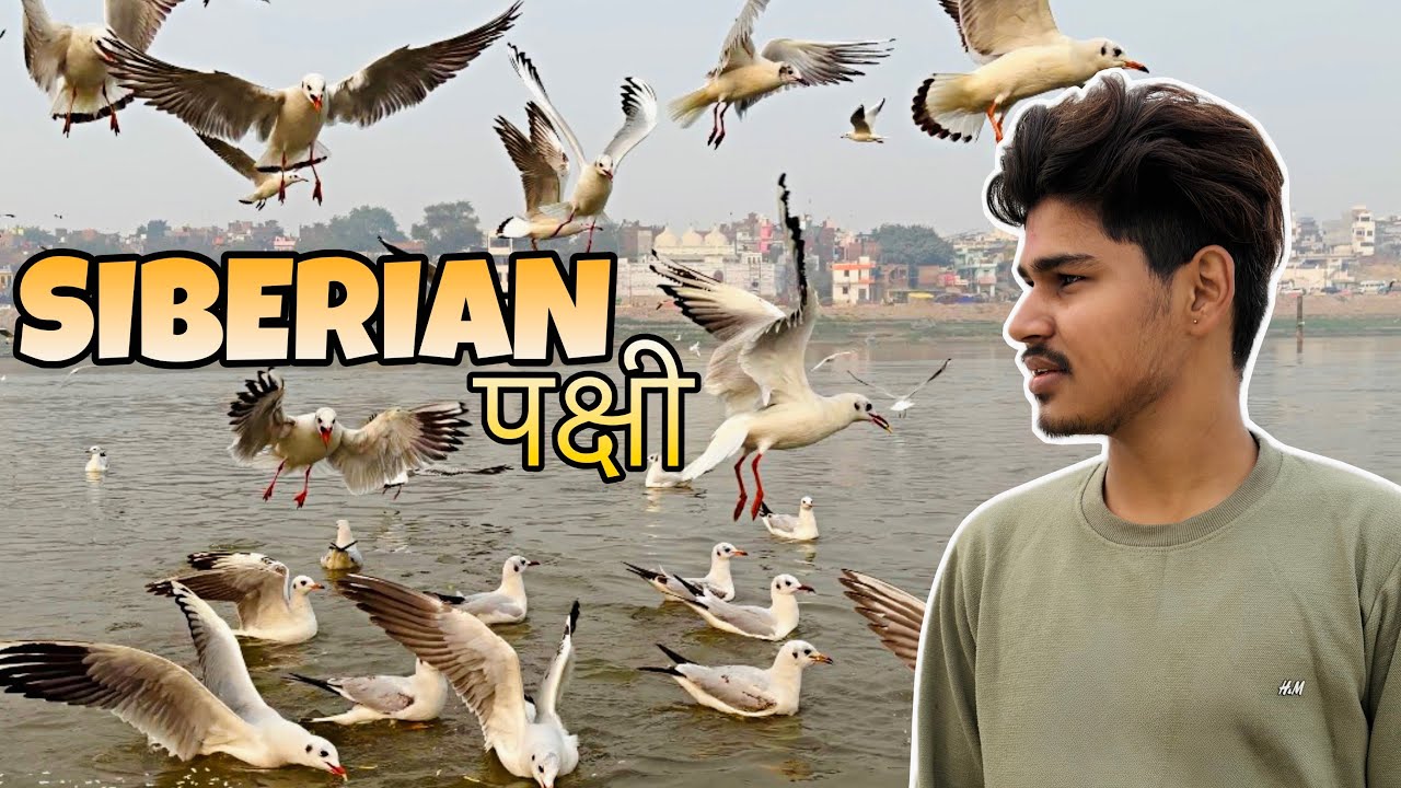 Magh Mela Prayagraj Mein Khoob Masti | Videsi Pakshi Ne Sabka Dil Jeet Liya 🦢