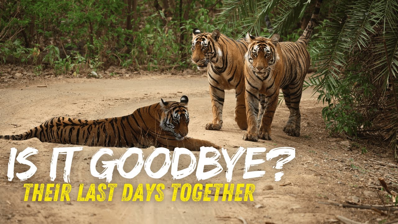 Riddhi's Subadult Cubs - One last Time | Ranthambore Tiger Reserve