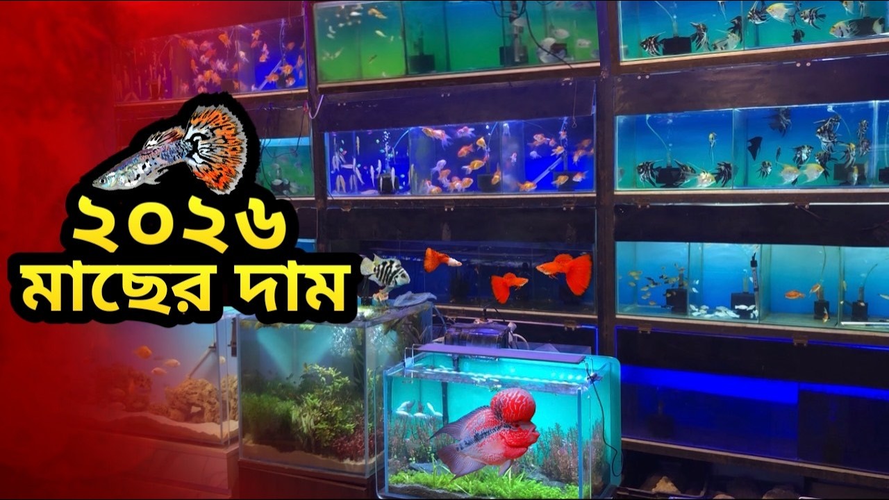 মাছের বর্তমান দাম ২০২৬ | Low Budget Aquarium Fish Shopping | Aquarium Fish Price in BD 2026
