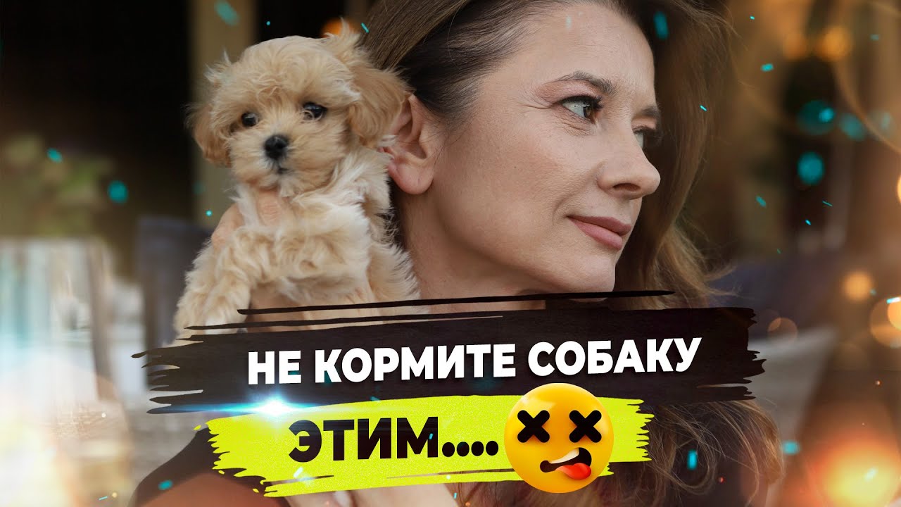 Все о корме для собак. сухой, влажный и натуральный корм. Аллергия у собак.