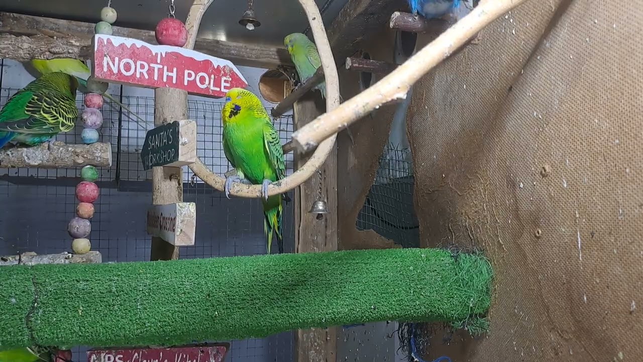 “Guess what he just said!? 🤯🦜 #ViralVideo”